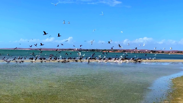 海鸥和鹈鹕在海滩上飞翔视频素材