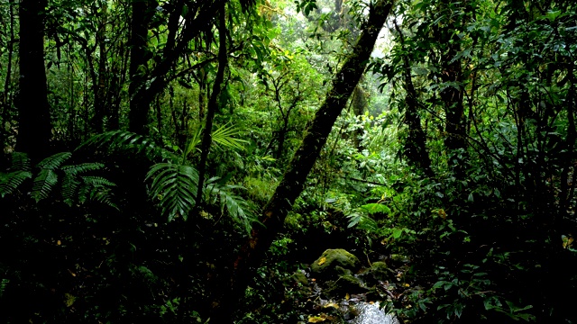 哥斯达黎加Monteverde云雾森林:在雨中，云雾弥漫，苔藓覆盖了林木线。视频素材