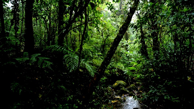 哥斯达黎加Monteverde云雾森林:在雨中，云雾弥漫，苔藓覆盖了林木线。视频素材