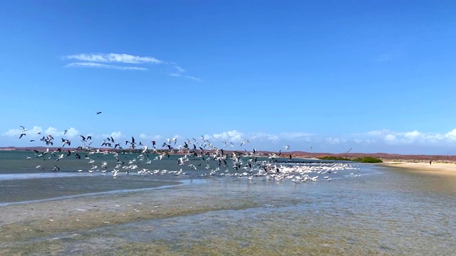 海鸥和鹈鹕在海滩上飞翔视频素材