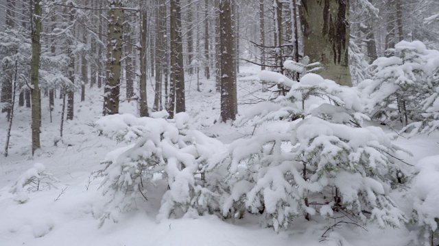 森林里的树木被雪覆盖着视频素材