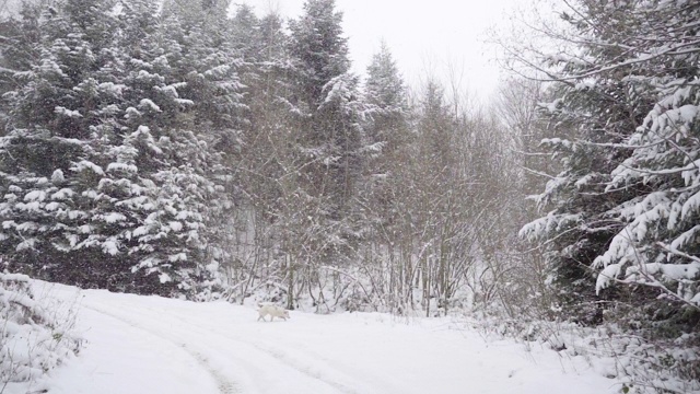 森林里的树木被雪覆盖着视频素材