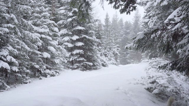 狗喜欢冬天森林里的新雪视频素材