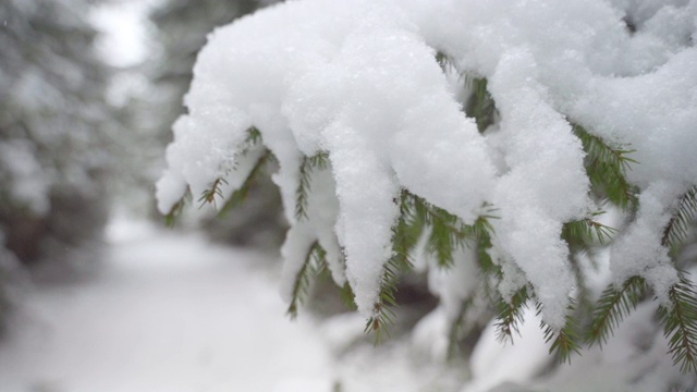 雪花落在冷杉树枝上视频素材