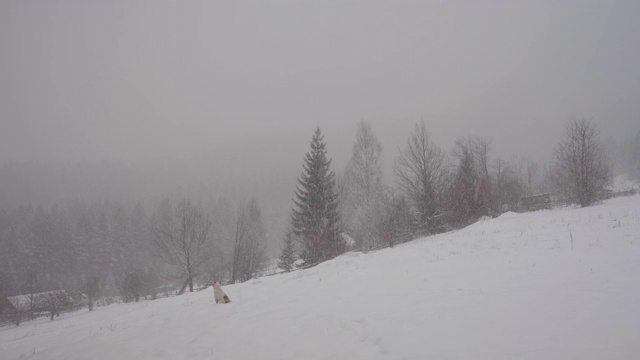 森林里的树木被雪覆盖着视频素材