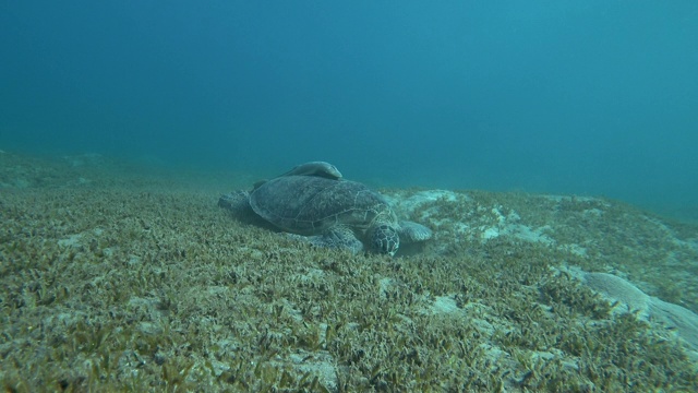 绿海龟(Chelonia mydas)在海底吃草。视频素材