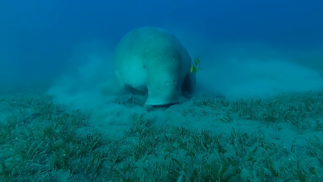 海牛或(儒艮)在海底吃草。视频素材