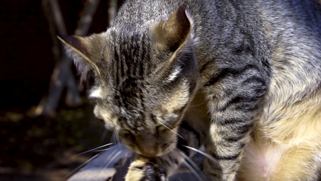 猫正坐在长凳上洗衣服视频素材