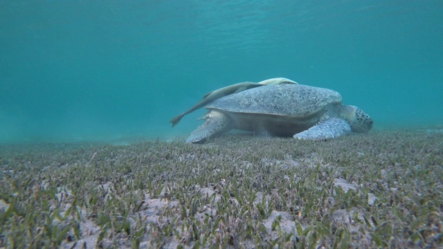 绿海龟(Chelonia mydas)在海底吃草。视频素材