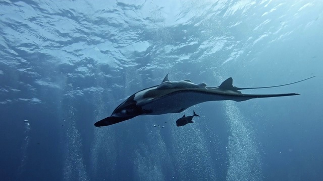 潜水员与巨型海洋蝠鲼(Mobula birostris)视频素材