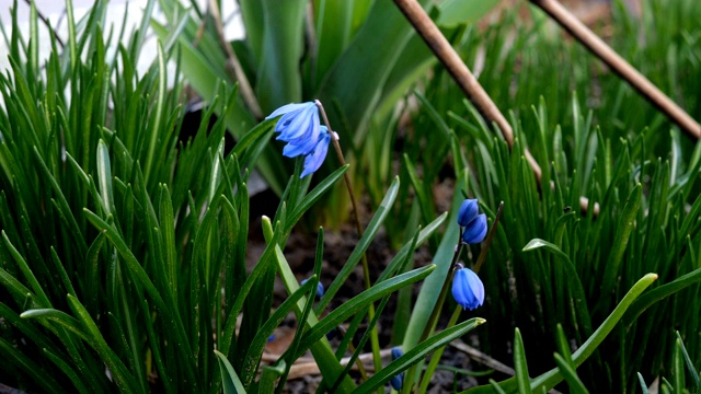 花园中生长的西伯利亚鹅毛鼠或西伯利亚Scilla siberica的蓝色小花。视频素材