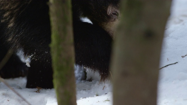 美国黑熊挖雪觅食的特写镜头视频素材