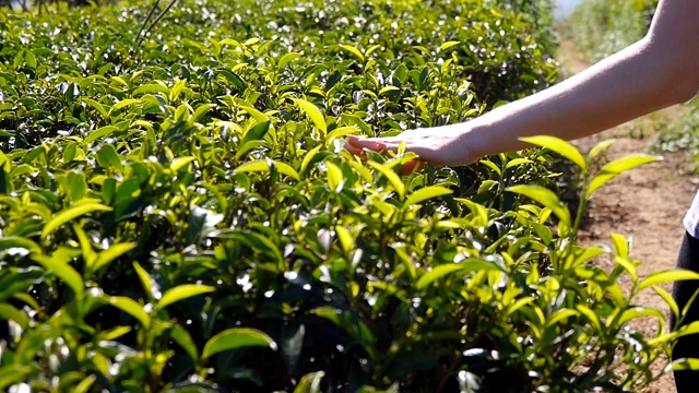 近距离的女性手触摸新鲜的绿叶茶叶行走在种植园。在田野里，年轻女子的手臂在茂密的灌木丛中温柔地抚摸着树叶的顶端。夏季旅游的概念。视频素材