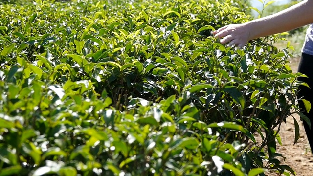 近距离的女性手触摸新鲜的绿叶茶叶行走在种植园。在田野里，年轻女子的手臂在茂密的灌木丛中温柔地抚摸着树叶的顶端。夏季旅游的概念。视频素材