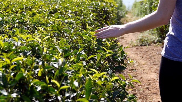 近距离的女性手触摸新鲜的绿叶茶叶行走在种植园。在田野里，年轻女子的手臂在茂密的灌木丛中温柔地抚摸着树叶的顶端。夏季旅游的概念。视频素材