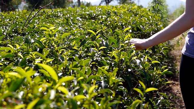 近距离的女性手触摸新鲜的绿叶茶叶行走在种植园。在田野里，年轻女子的手臂在茂密的灌木丛中温柔地抚摸着树叶的顶端。夏季旅游的概念。视频素材