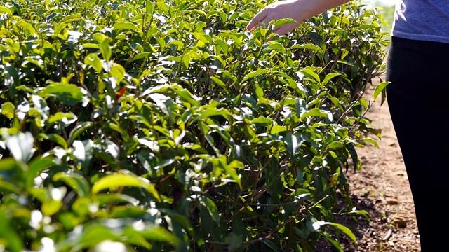 近距离的女性手触摸新鲜的绿叶茶叶行走在种植园。在田野里，年轻女子的手臂在茂密的灌木丛中温柔地抚摸着树叶的顶端。夏季旅游的概念。视频素材