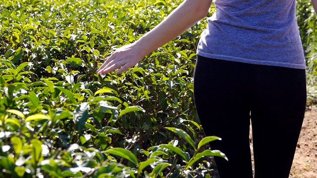 近距离的女性手触摸新鲜的绿叶茶叶行走在种植园。在田野里，年轻女子的手臂在茂密的灌木丛中温柔地抚摸着树叶的顶端。夏季旅游的概念。视频素材