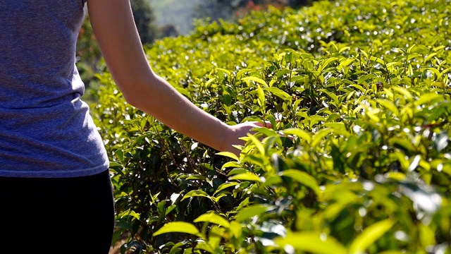 在田野里，年轻女子的手臂在茂密的灌木丛中温柔地抚摸着树叶的顶端。女性的手触摸着新鲜的绿叶，走在种植园里。夏季旅游的概念。近距离视频素材