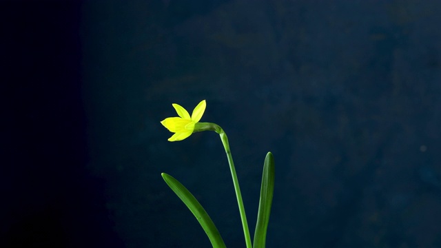 水仙花盛开的时间流逝剪出，经典的蓝色背景。4 k的视频。视频素材