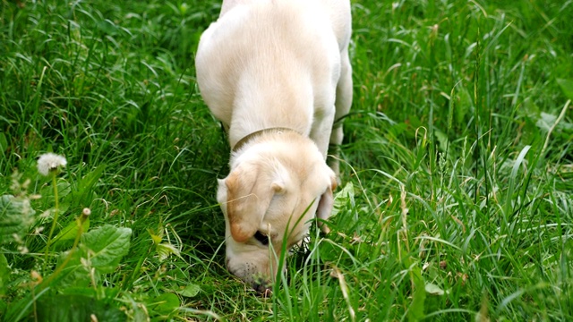 可爱的拉布拉多犬或金毛寻回犬在院子的绿草上玩耍。细心的动物在草坪上寻找食物。慢镜头视频素材