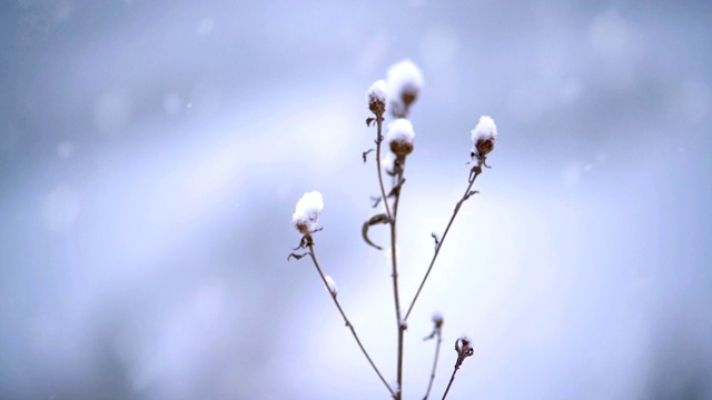 在寒冷阴沉的冬天，白雪覆盖了干燥的灌木视频素材