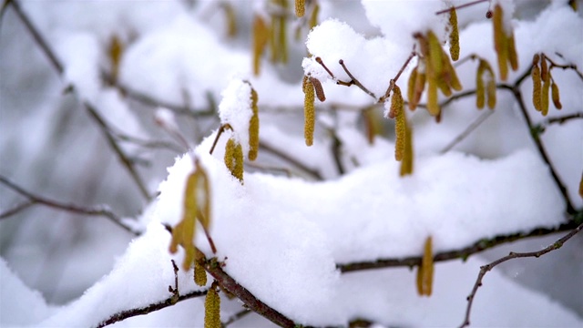 在寒冷的冬天，雪花覆盖了盛开的榛树视频素材