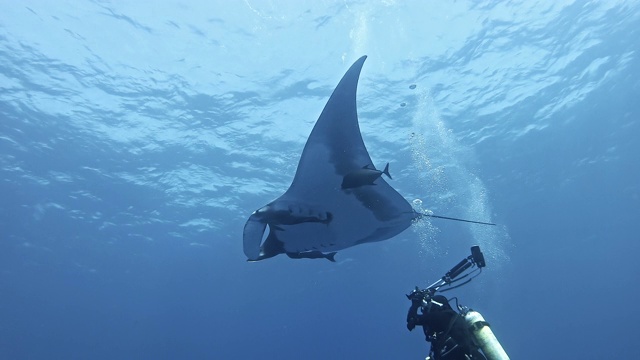 潜水员与巨型海洋蝠鲼(Mobula birostris)视频下载