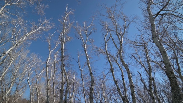 树高部分的全景视频素材