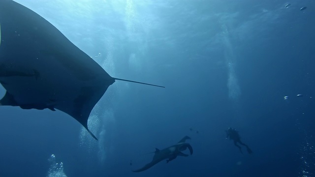 潜水员与巨型海洋蝠鲼(Mobula birostris)视频素材