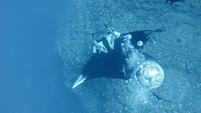 潜水员与巨型海洋蝠鲼(Mobula birostris)视频素材