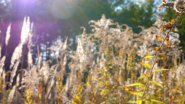 森林草坪上茂密的植被。明亮温暖的阳光照亮草地。风景背景的野生植物。夏天或秋天的季节。背景是散焦。慢镜头摄影视频素材