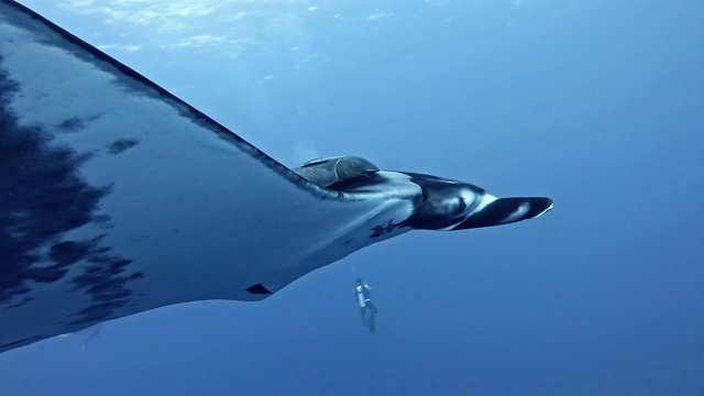 潜水员与巨型海洋蝠鲼(Mobula birostris)视频素材