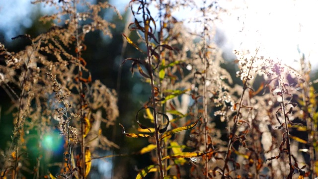 森林草坪上的野生植被被阳光照亮的美丽景色。色彩斑斓的自然背景。夏天或秋天的季节。慢镜头摄影视频素材