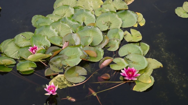 湖面上，白百合在水中开着花，绿叶点缀。视频素材