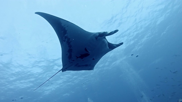 潜水员与巨型海洋蝠鲼(Mobula birostris)视频素材