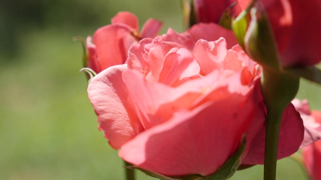 特写红玫瑰花蕾花瓣上的风对室外4K视频素材