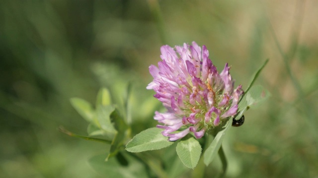 瓢虫在草本植物红三叶草上种植4K田视频素材