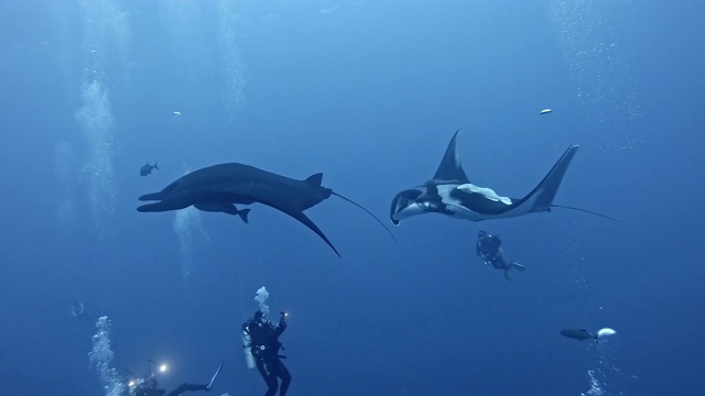 潜水员与巨型海洋蝠鲼(Mobula birostris)视频素材