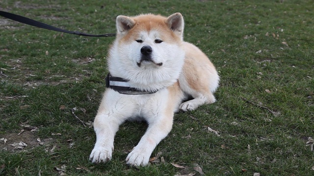 日本秋田犬在草坪上休息，在镜头前摆姿势视频素材