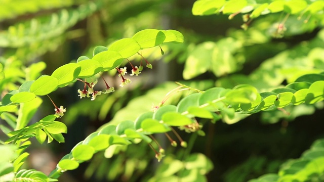 叶下花墙红色草本花挂在叶下成排视频素材