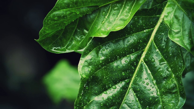 树叶上的水滴，夏日的暴雨。视频素材