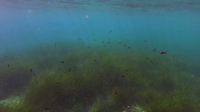 地中海水域的小热带鱼视频素材