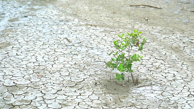 植物学家对它们的力量很感兴趣视频素材