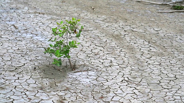 植物在陆地上存活使植物学家对它们的力量感兴趣视频素材