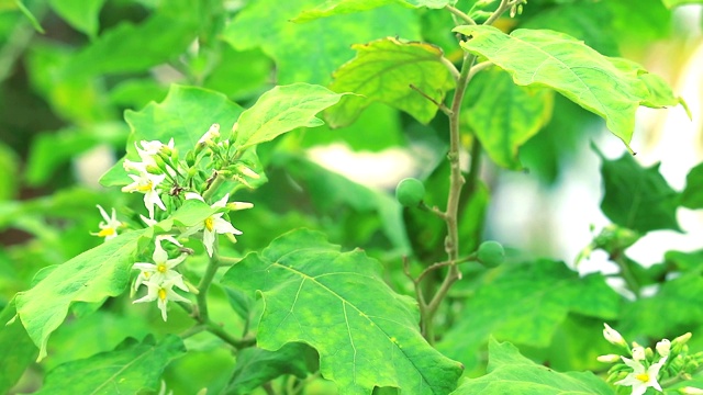 茄子可以蘸菜生吃，煮熟后烧、烤视频素材