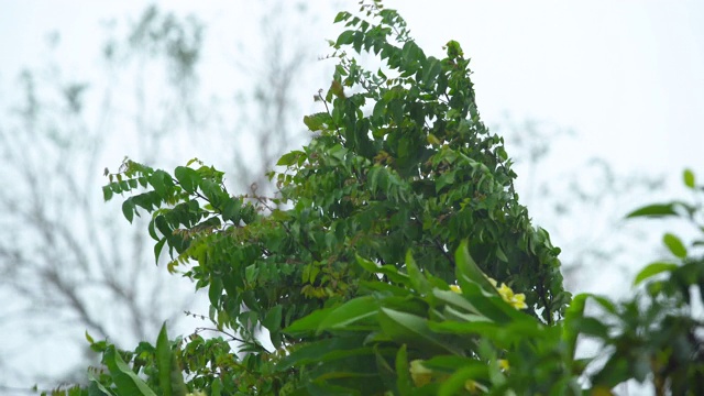 雨天的风景视频素材