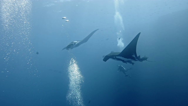 潜水员与巨型海洋蝠鲼(Mobula birostris)视频素材