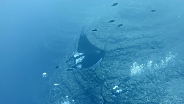 潜水员与巨型海洋蝠鲼(Mobula birostris)视频素材