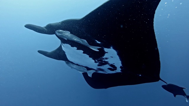 潜水员与巨型海洋蝠鲼(Mobula birostris)视频素材